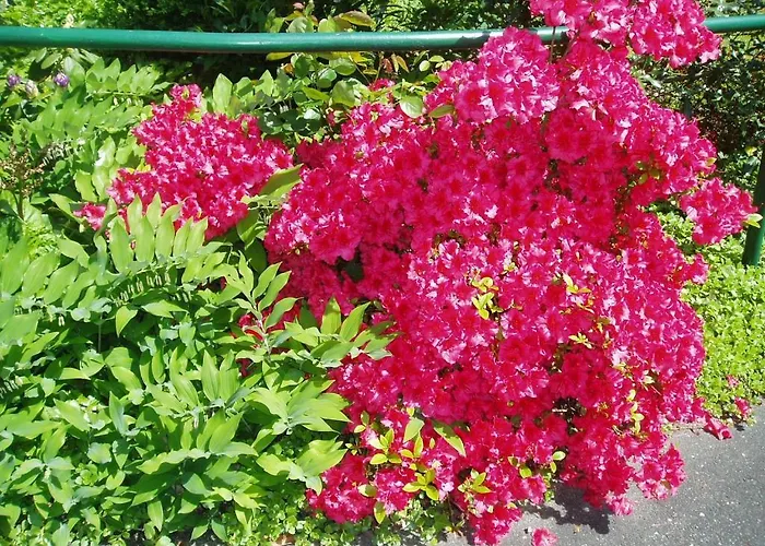 Värdshus Schwarzwaldhotel /